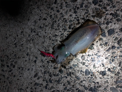 深夜からエギング