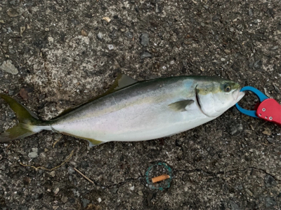 沖一文字でショアジギング