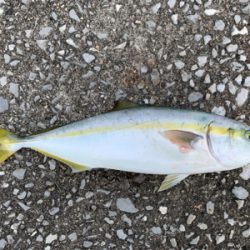 ショアジギで凹まされ…