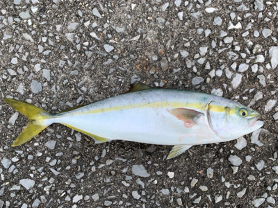 ショアジギで凹まされ…