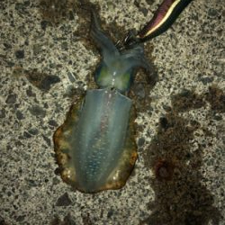 シンコ調査第６弾