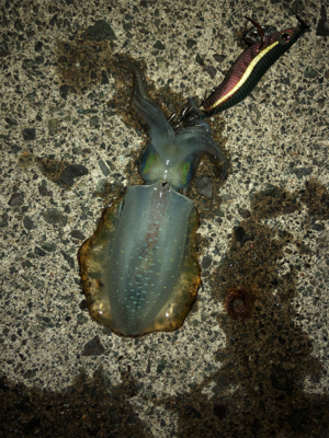 シンコ調査第６弾