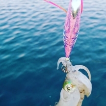 エギング釣行その４１