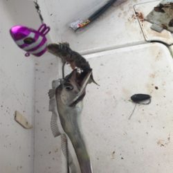 太刀魚  神戸沖