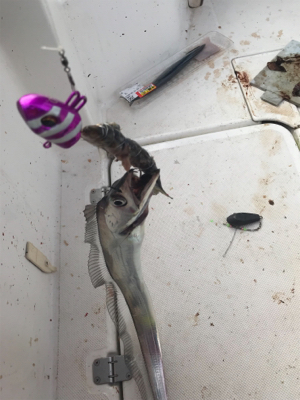 太刀魚  神戸沖