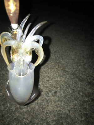 ケンサキは釣れずアオリの新子(^^)