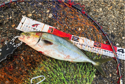 朝練ツバッシング