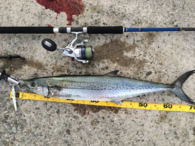 ビッグバッカー鰆カスタム