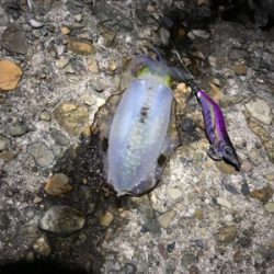 アオリイカ新子