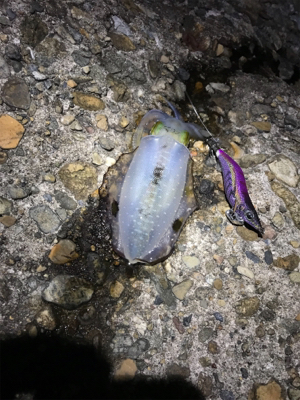 アオリイカ新子