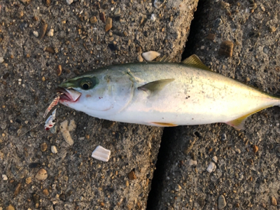 高砂の朝は熱い！