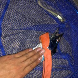 念願のタチウオ！