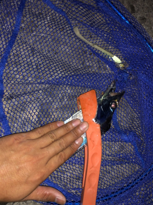 念願のタチウオ！