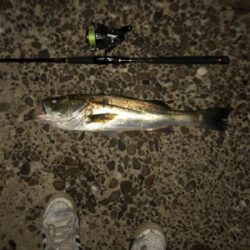 涼しくなったので