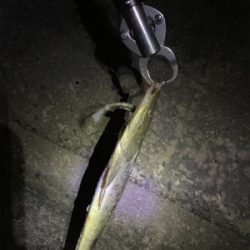 見事な程にバラシ