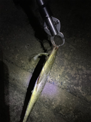 見事な程にバラシ