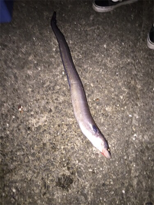 想像してなかったヤツが釣れました