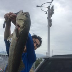 スズキ、チヌ釣行