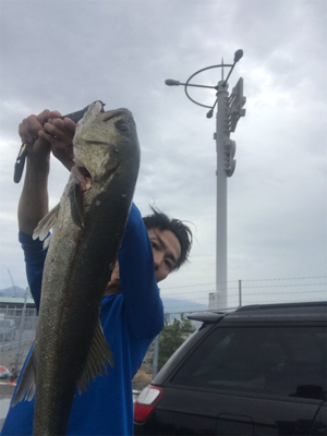 スズキ、チヌ釣行