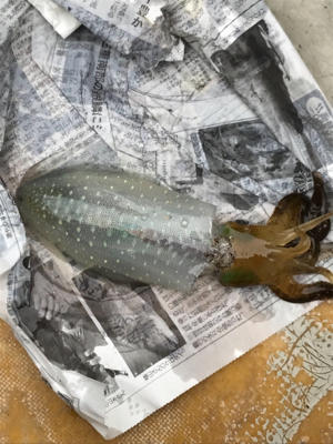 レンタルボート