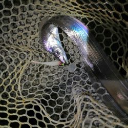 やっと太刀魚シーズンです