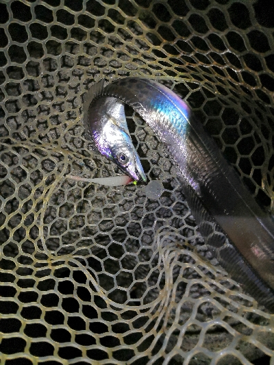 やっと太刀魚シーズンです