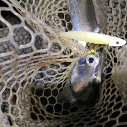 太刀魚釣り本番か?