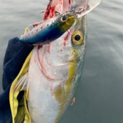 爆釣ツバス〜ハマチ♫