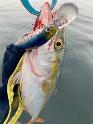 爆釣ツバス〜ハマチ♫