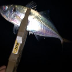 アジング練習17