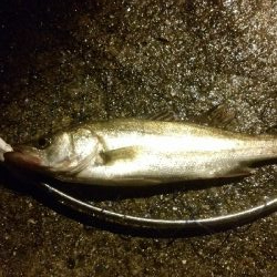 開始早々セイゴ