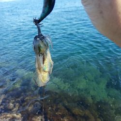 今年初のエギング