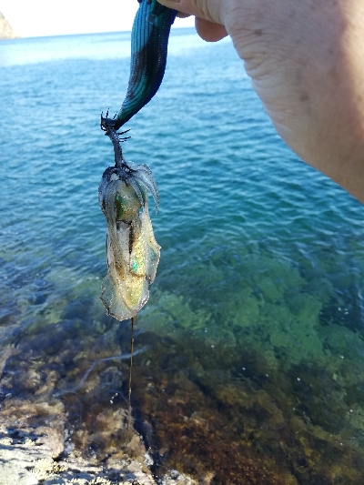 今年初のエギング