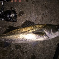 渋いシーバスゲーム