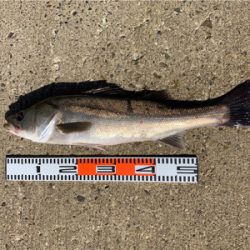 のませでシーバス、ハマチ