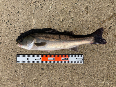 のませでシーバス、ハマチ