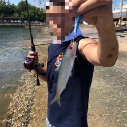 たまたまシーバス