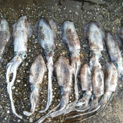 アオリイカ調査