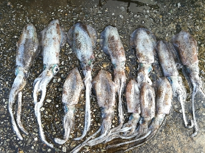 アオリイカ調査