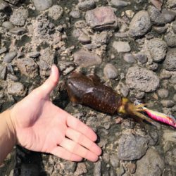 嫁の実家帰りついでに。