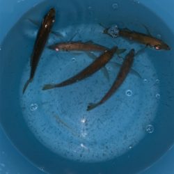 小アジの泳がせでアコウ