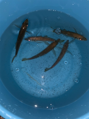 小アジの泳がせでアコウ