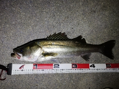 ナイトシーバス