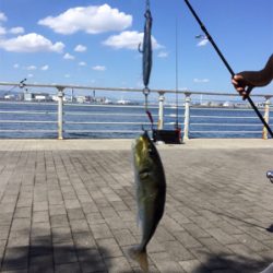 タチウオ解禁⁈