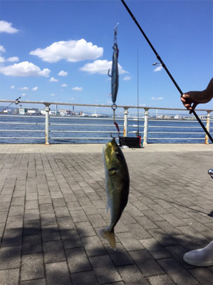 タチウオ解禁⁈