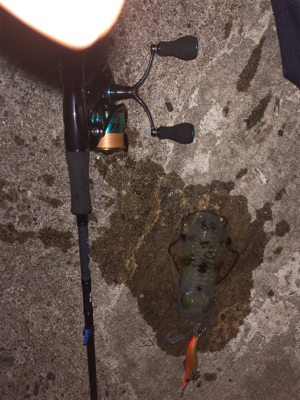 サクッとアオリ