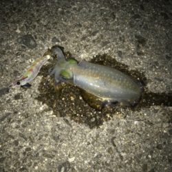 お月見エギング