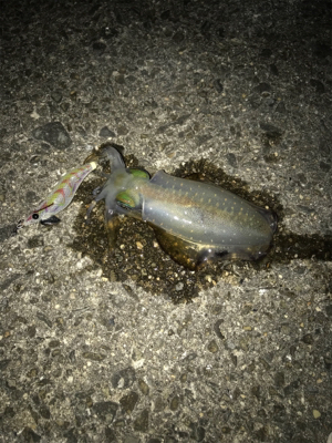 お月見エギング