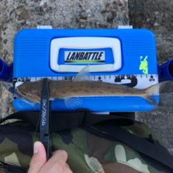 アオリイカを求めて⑥