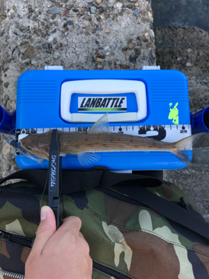 アオリイカを求めて⑥